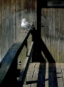 69 Tiere PICT6294